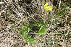 Ranunculus multiscapus