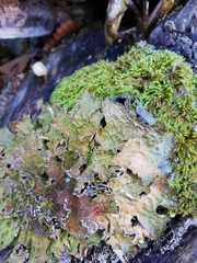 Lobaria pulmonaria