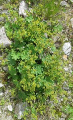 Alchemilla vulgaris
