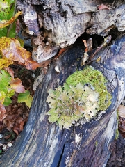 Lobaria pulmonaria