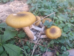Armillaria mellea