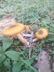 Armillaria mellea