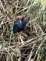 Porphyrio porphyrio