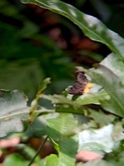 Mooreana trichoneura