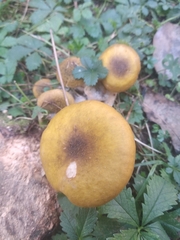 Armillaria mellea
