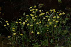 Ranunculus flammula