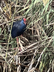 Porphyrio porphyrio