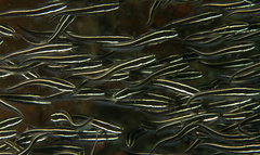 Plotosus lineatus