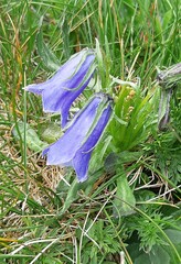 Campanula alpina