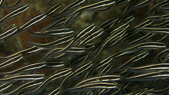Plotosus lineatus