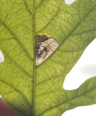 Phyllonorycter messaniella