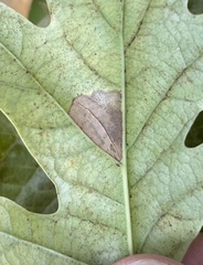 Phyllonorycter messaniella
