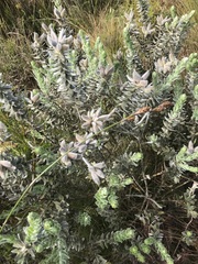 Xiphotheca fruticosa