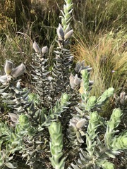 Xiphotheca fruticosa