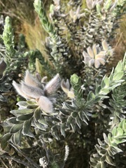 Xiphotheca fruticosa