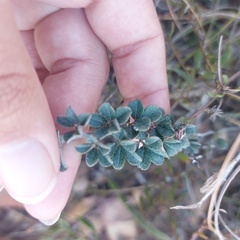 Indigofera mauritanica