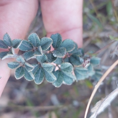 Indigofera mauritanica
