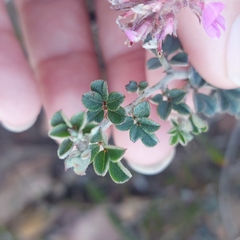 Indigofera mauritanica