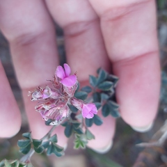 Indigofera mauritanica