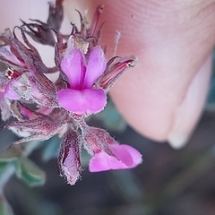 Indigofera mauritanica