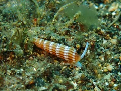 Terebridae