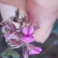 Indigofera mauritanica