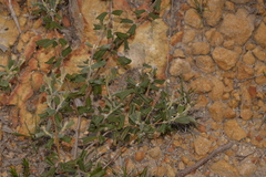 Gastrolobium polystachyum