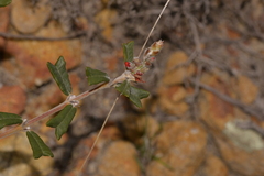 Gastrolobium polystachyum