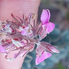 Indigofera mauritanica