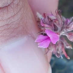 Indigofera mauritanica