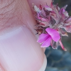 Indigofera mauritanica