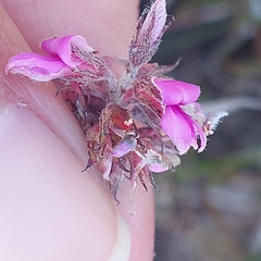 Indigofera mauritanica