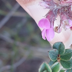 Indigofera mauritanica