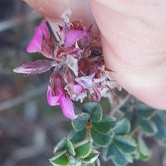 Indigofera mauritanica