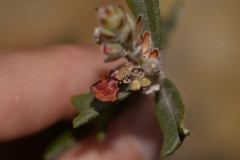 Gastrolobium polystachyum