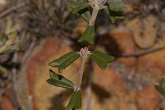 Gastrolobium polystachyum