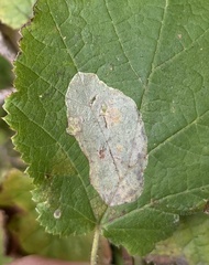 Phyllonorycter coryli