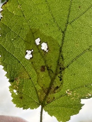 Phyllonorycter coryli