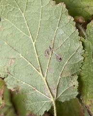 Phyllonorycter coryli