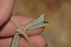 Gastrolobium polystachyum