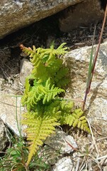 Athyrium distentifolium