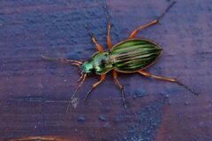 Carabus auratus