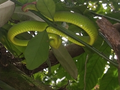 Tropidolaemus subannulatus