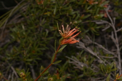 Lambertia multiflora