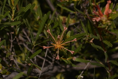 Lambertia multiflora