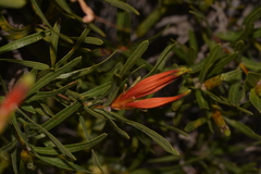 Lambertia multiflora
