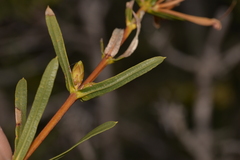 Lambertia multiflora