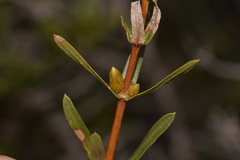 Lambertia multiflora
