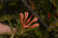 Lambertia multiflora