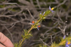Calectasia